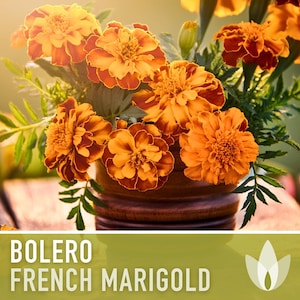 Bolero French Marigold Seeds, Crimson Gold Blooms, Dwarf Heirloom Flower (50 Seeds) image 5