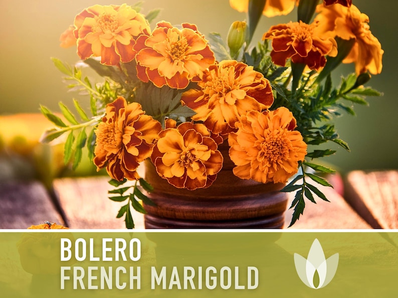 Bolero French Marigold Seeds, Crimson Gold Blooms, Dwarf Heirloom Flower (50 Seeds) image 5