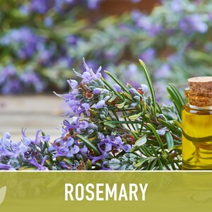 Semillas de Romero - Semillas tradicionales, Hierba culinaria, Hierba medicinal, Polinización abierta, Perenne, Rosmarinus Officinalis, Sin OMG imagen 12