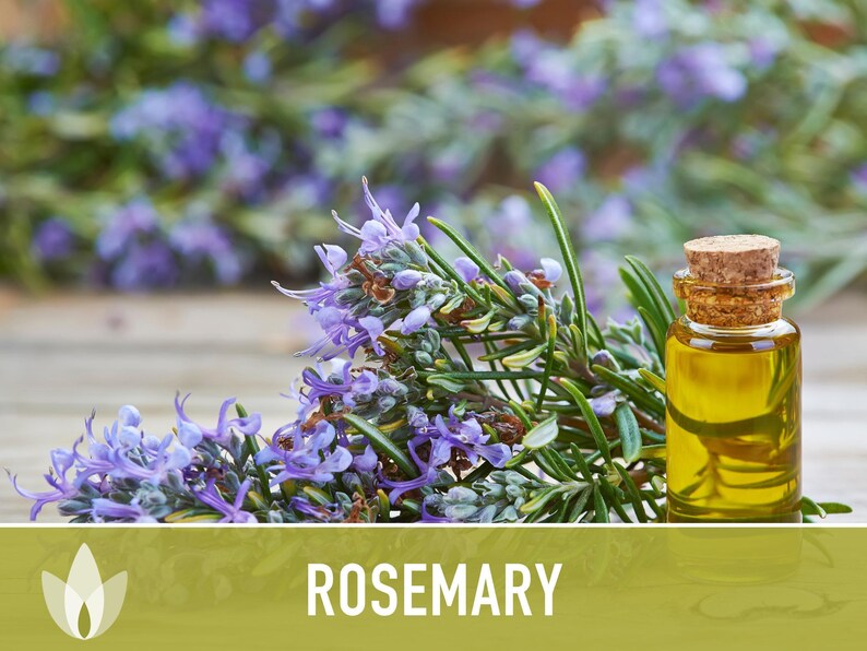 Semillas de Romero - Semillas tradicionales, Hierba culinaria, Hierba medicinal, Polinización abierta, Perenne, Rosmarinus Officinalis, Sin OMG imagen 12