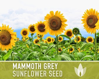 Mammoth Grey Stripe Heirloom Sunflower Seeds - Open Pollinated, Flower Seeds, Non-GMO