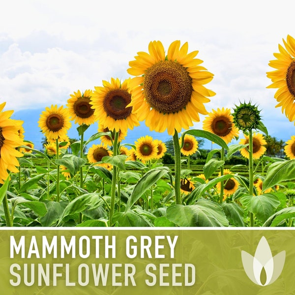 Mammoth Grey Stripe Heirloom Sunflower Seeds - Open Pollinated, Flower Seeds, Non-GMO