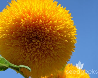 Teddy Bear Sunflower Seeds - Heirloom Seeds, Seed Packets, Flower Seeds, Dwarf Sunflower, Non GMO, Open Pollinated