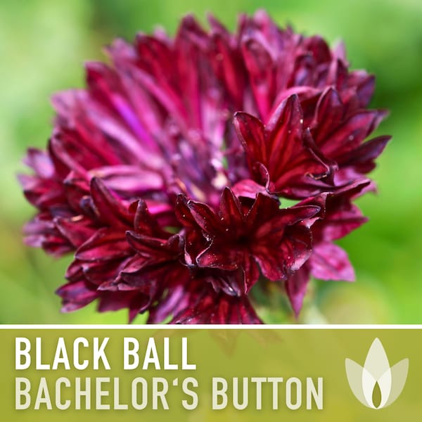 Bachelor's Button (Cornflower), Black Ball Flower Seeds - Heirloom Seeds, Cornflower Seeds, Centaurea Cyanus, Open Pollinated, Non-GMO