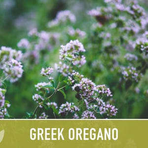 Greek Oregano Herb Heirloom Seeds - Open Pollinated, Non-GMO image 11