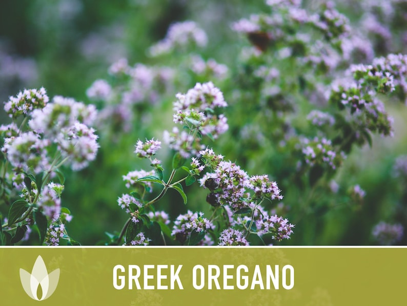 Greek Oregano Herb Heirloom Seeds - Open Pollinated, Non-GMO image 11