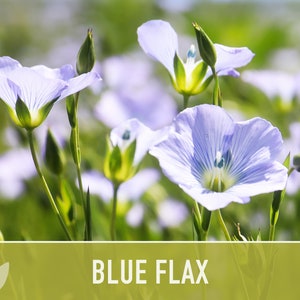 Blue Flax Wildflower Heirloom Seeds, Flower Seeds, Wildflower image 1