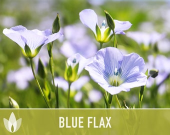 Blue Flax Wildflower Heirloom Seeds, Flower Seeds, Wildflower