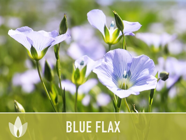 Blue Flax Wildflower Heirloom Seeds, Flower Seeds, Wildflower image 1