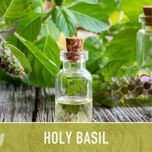 Holy Basil, Tulsi Heirloom Herb Seeds - Culinary Herb, Non-GMO, Open Pollinated imagem 6
