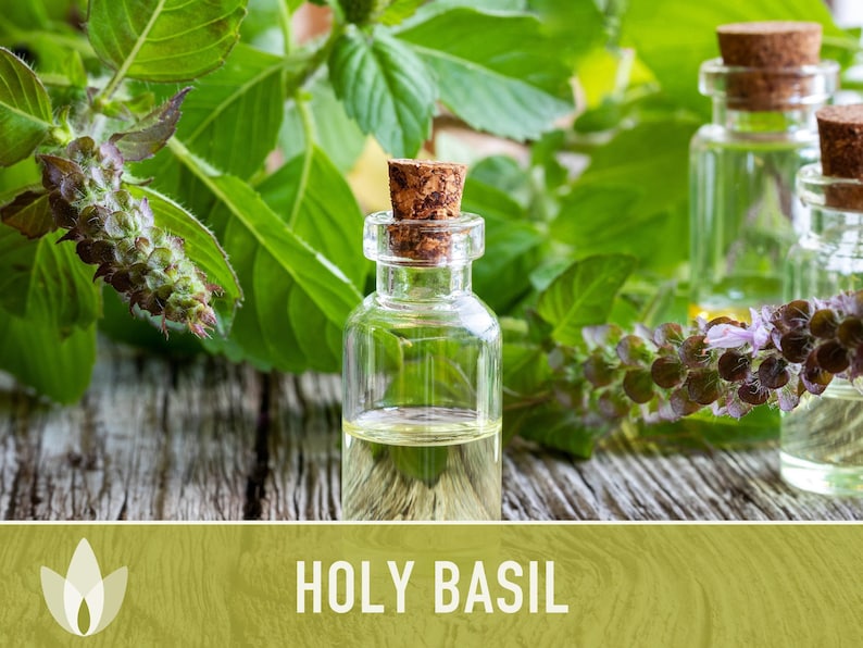 Holy Basil, Tulsi Heirloom Herb Seeds - Culinary Herb, Non-GMO, Open Pollinated imagem 6
