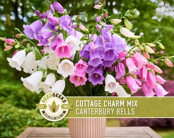 Canterbury Bells Cottage Charm Mix Seeds | 100+ Seeds, Organic Heirloom, Bellflower, Pollinator-Friendly, Campanula Medium
