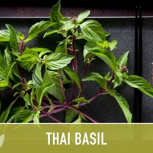 Thai Basil Herb Seeds | 100+ Seeds, Heirloom, Organic, Rare Culinary & Medicinal Garden image 7