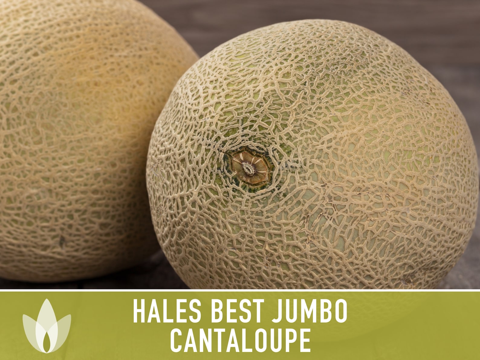 Hales Best Jumbo Cantaloupe Heirloom Seeds Etsy