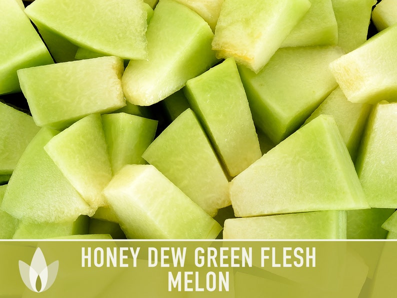 Honeydew Green Flesh Melon Heirloom Seeds Fruit Seeds Non Etsy