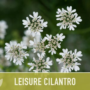 Leisure Cilantro Seeds – Slow Bolting, Heirloom Coriander Bild 7