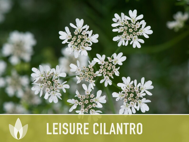 Leisure Cilantro Seeds – Slow Bolting, Heirloom Coriander Bild 7