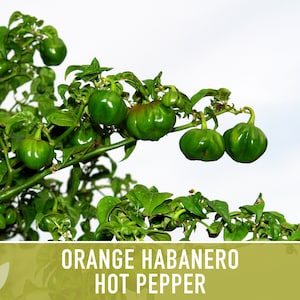 Habanero Orange Pepper Heirloom Seeds image 9