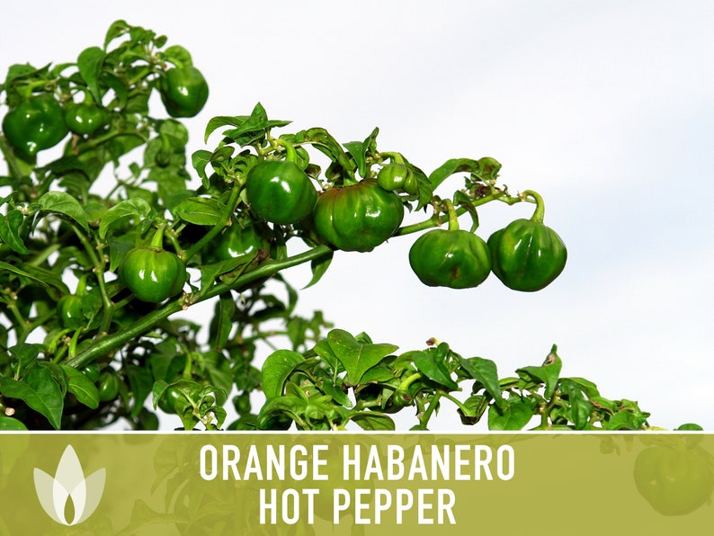 Habanero Orange Pepper Heirloom Seeds image 9