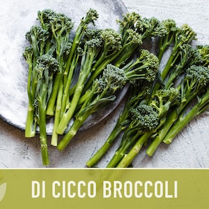 Di Cicco Broccoli Seeds - Heirloom, Organic, Non-GMO image 11