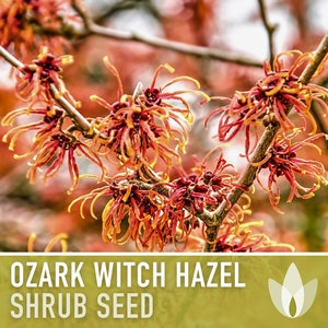 Ozark Witch Hazel Seeds - Heirloom Seeds, Hamamelis Vernalis, Flowering Shrub, Early Bloom, Medicinal, Non-GMO