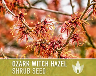 Ozark Witch Hazel Seeds - Heirloom Seeds, Hamamelis Vernalis, Flowering Shrub, Early Bloom, Medicinal, Non-GMO