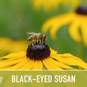 Heirloom Black-Eyed Susan Seeds, Native Rudbeckia Hirta Flower Bild 10