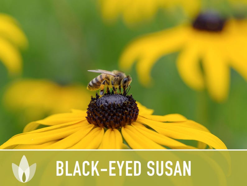 Heirloom Black-Eyed Susan Seeds, Native Rudbeckia Hirta Flower Bild 10