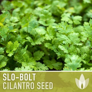 Slo-Bolt Cilantro Herb Heirloom Seeds image 9