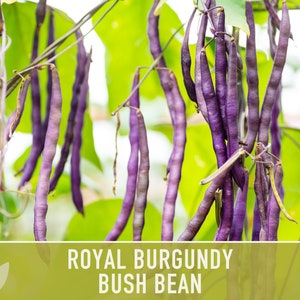 Royal Burgundy Bush Bean Heirloom Seeds Bild 9
