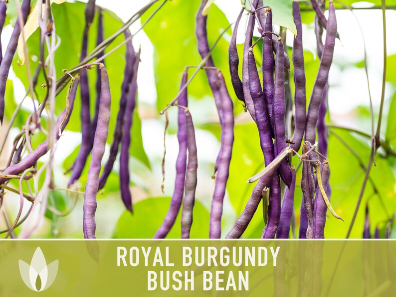 Royal Burgundy Bush Bean Heirloom Seeds Bild 9
