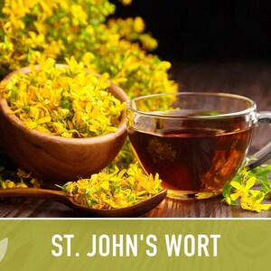 St. John's Wort Herb Seeds - Heirloom Medicinal Plant, Open Pollinated image 4