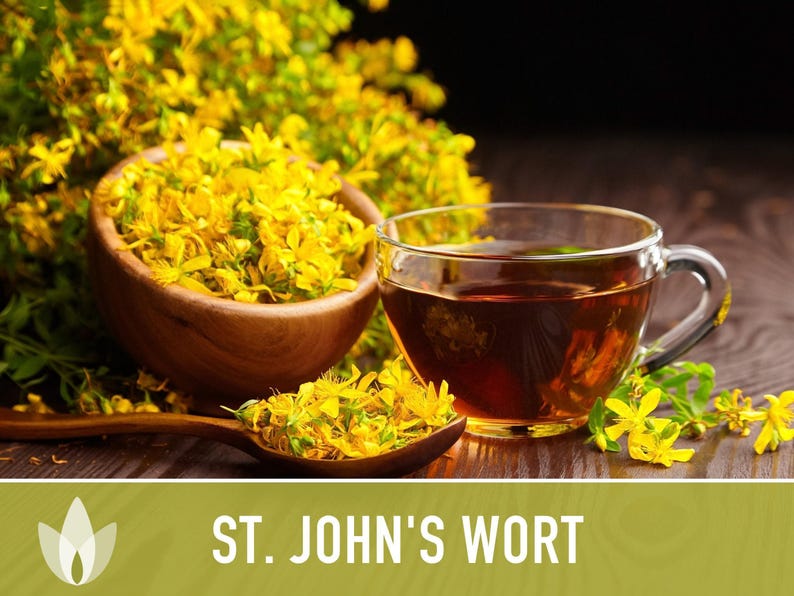 St. John's Wort Herb Seeds - Heirloom Medicinal Plant, Open Pollinated image 4
