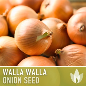 Walla Walla Onion Heirloom Seeds - Non-GMO