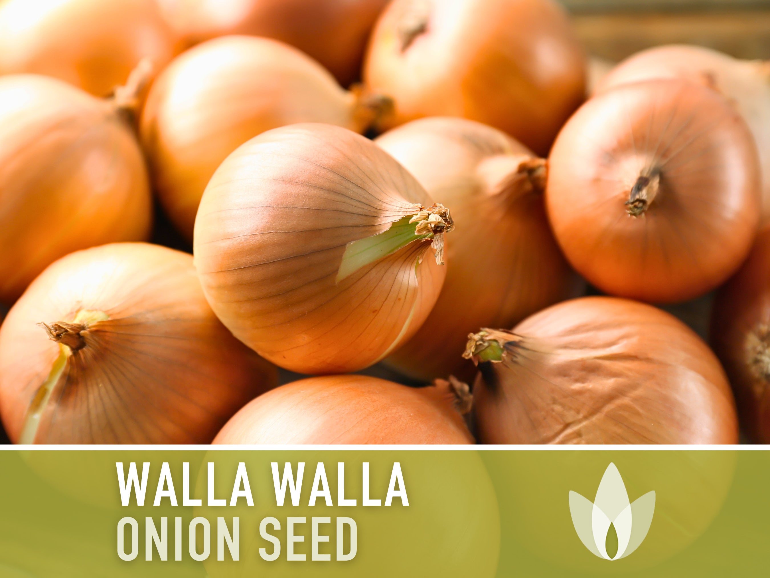 Shallots Seeds , Davidor Onion Seeds / 100 seeds – SEEDS FROM PLANTS