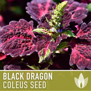 Black Dragon Coleus Seeds | 20+ Seeds, Crimson Foliage, Goth Garden, Indoor & Container, Plectranthus scutellarioides image 6