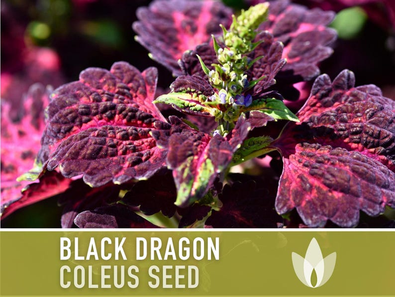 Black Dragon Coleus Seeds | 20+ Seeds, Crimson Foliage, Goth Garden, Indoor & Container, Plectranthus scutellarioides image 6