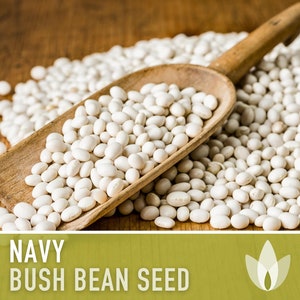 Navy Bean Seeds - Heirloom Seeds, Bush Bean, Boston Pea, Soup Bean, Open Pollinated, Untreated, Non-GMO