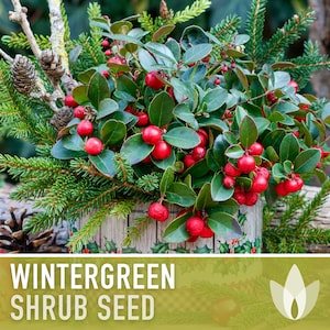 Wintergreen Seeds - Heirloom Seeds, Medicinal & Culinary Herb, Eastern Teaberry, Ground Cover, Open Pollinated, Non-GMO