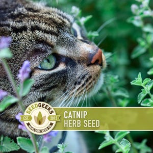 Catnip Herb Seeds | 300+ Heirloom Seeds for Cat Euphoria, Calming Lemon-Mint Tea, Bee Garden