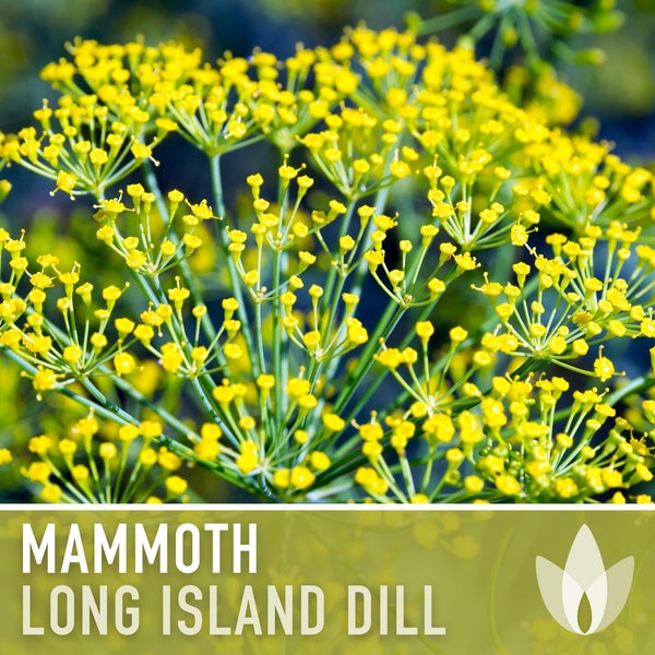 Mammoth Long Island Dill Heirloom Seeds - Pickling Spice, Culinary Herb, Butterfly Host Plant, Swallowtail Butterfly Host, Non-GMO