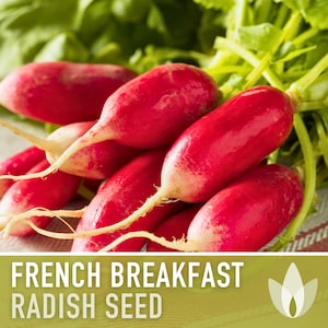 French Breakfast Radish Heirloom Seeds - Open Pollinated, Container Garden, Non-GMO