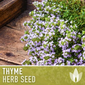 Thyme Herb Seeds | 200+ Seeds, Heirloom, Organic, Culinary, Medicinal, Rare, Perennial, Thymus vulgaris image 5