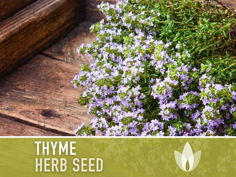 Thyme Herb Seeds | 200+ Seeds, Heirloom, Organic, Culinary, Medicinal, Rare, Perennial, Thymus vulgaris image 5