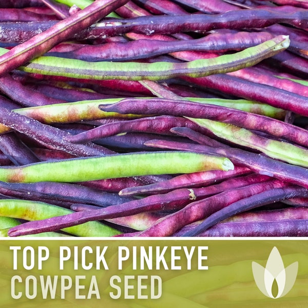 Top Pick Pinkeye Pea Cowpea Bean Seeds - Heirloom Seeds, Cowpea Seeds, Bush Bean, Open Pollinated, Untreated, Non-GMO