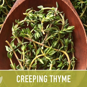 Semillas de tomillo rastrero / Más de 50 semillas, hierba culinaria tradicional, cobertura del suelo, flores aromáticas, Thymus serpyllum imagen 9