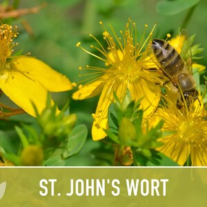 St. John's Wort Herb Seeds - Heirloom Medicinal Plant, Open Pollinated image 7