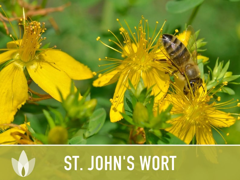 St. John's Wort Herb Seeds - Heirloom Medicinal Plant, Open Pollinated image 7