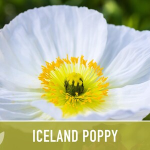 Iceland Poppy Seeds – Pastel Flower Mix, Pollinator Friendly image 10