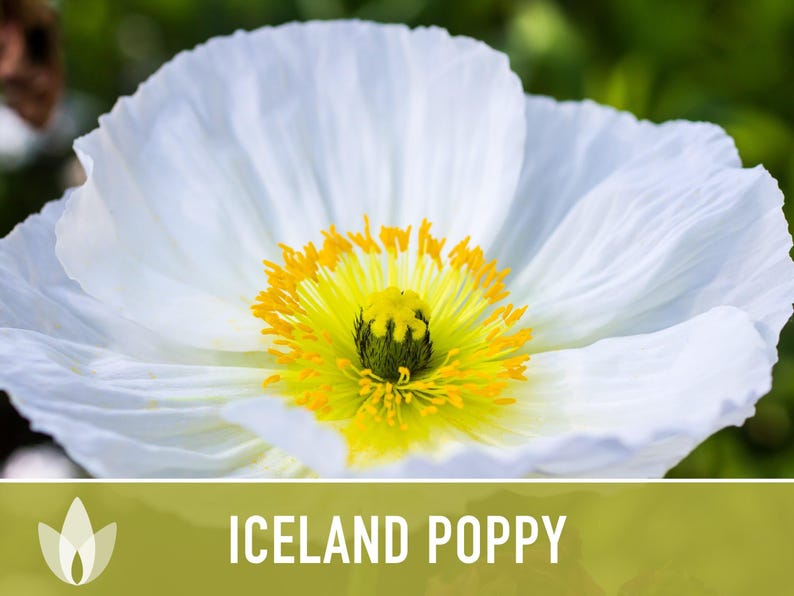 Iceland Poppy Seeds – Pastel Flower Mix, Pollinator Friendly image 10